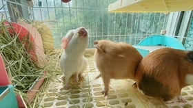 荷兰猪篇第30集 如何照顾断牙的荷兰猪 哔哩哔哩 つロ干杯 Bilibili 荷兰猪篇第30集 如何照顾断牙的荷兰猪 哔哩哔哩 つロ干杯 Bilibili