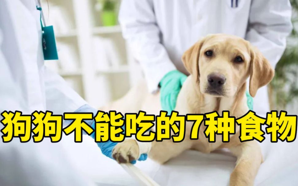 狗狗不能吃的7种食物!乱喂要狗命!哔哩哔哩bilibili