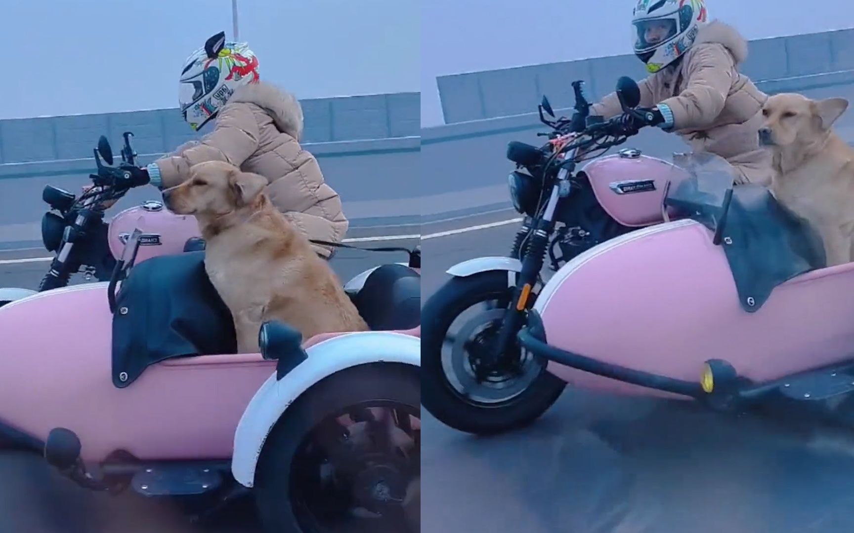 女子骑摩托带狗狗在高速狂飙, 狗狗被风吹的睁不开眼,场面爆笑