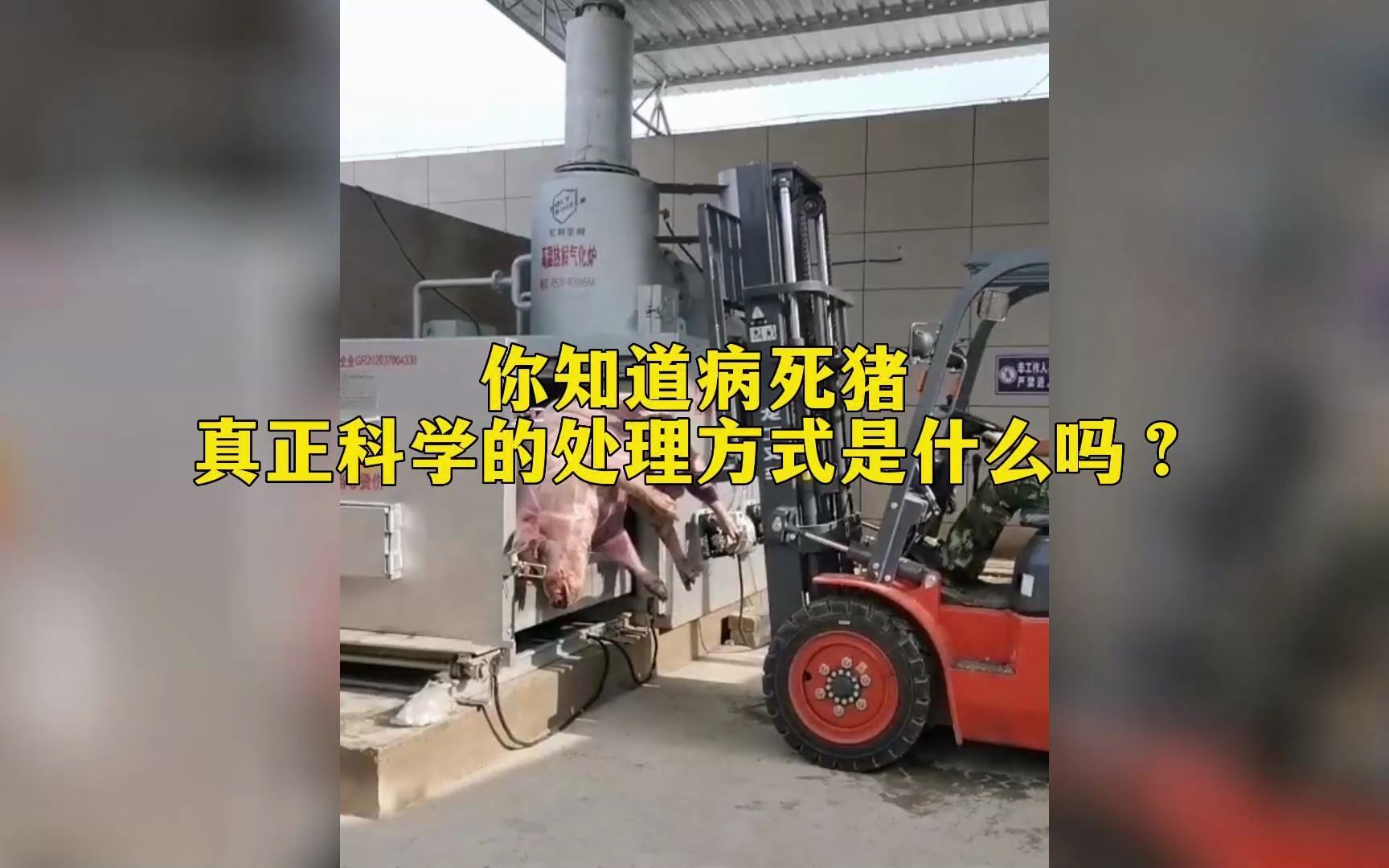 [图]你知道病死猪真正科学的处理方式是什么吗？