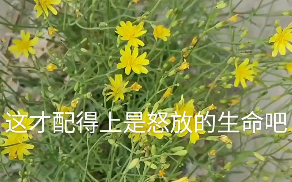 【励志】石缝中的生命哔哩哔哩bilibili