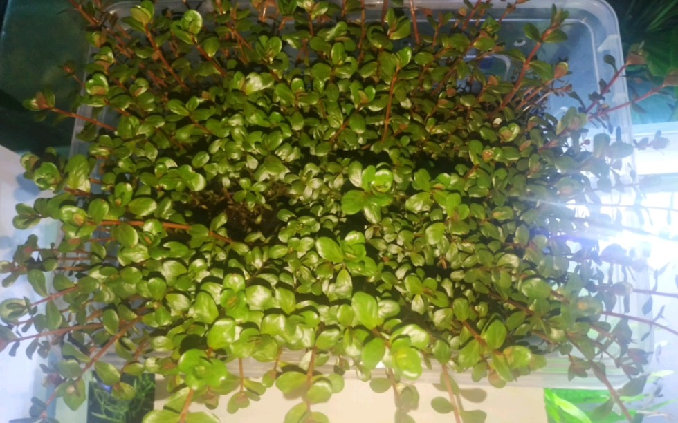 血红宫廷水上叶