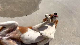 摸到小马哥了家人们！！但是滋尿
