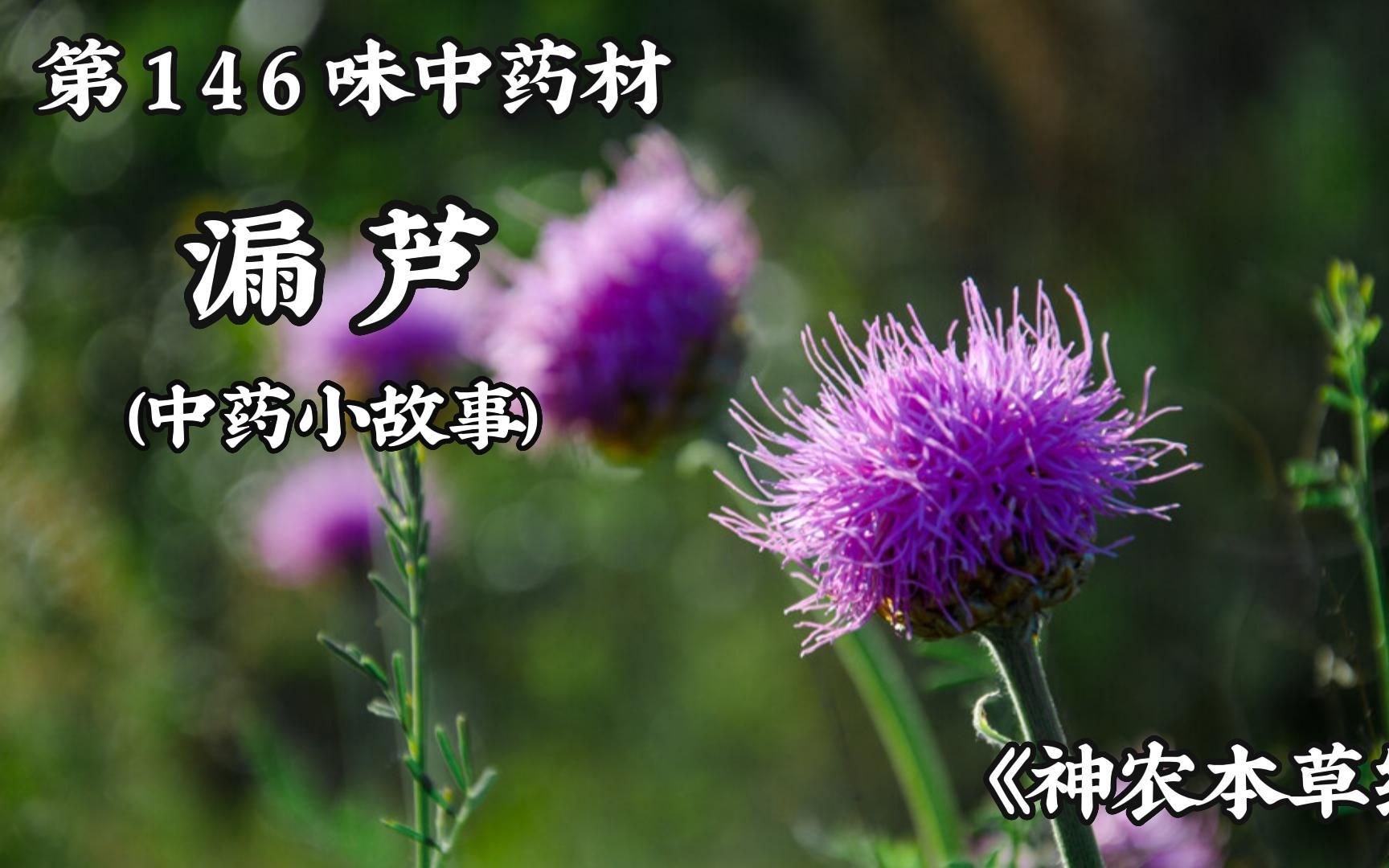 中医 漏芦#中草药 今天讲讲漏芦的故事#倪海厦 #中药材 #中医药文化