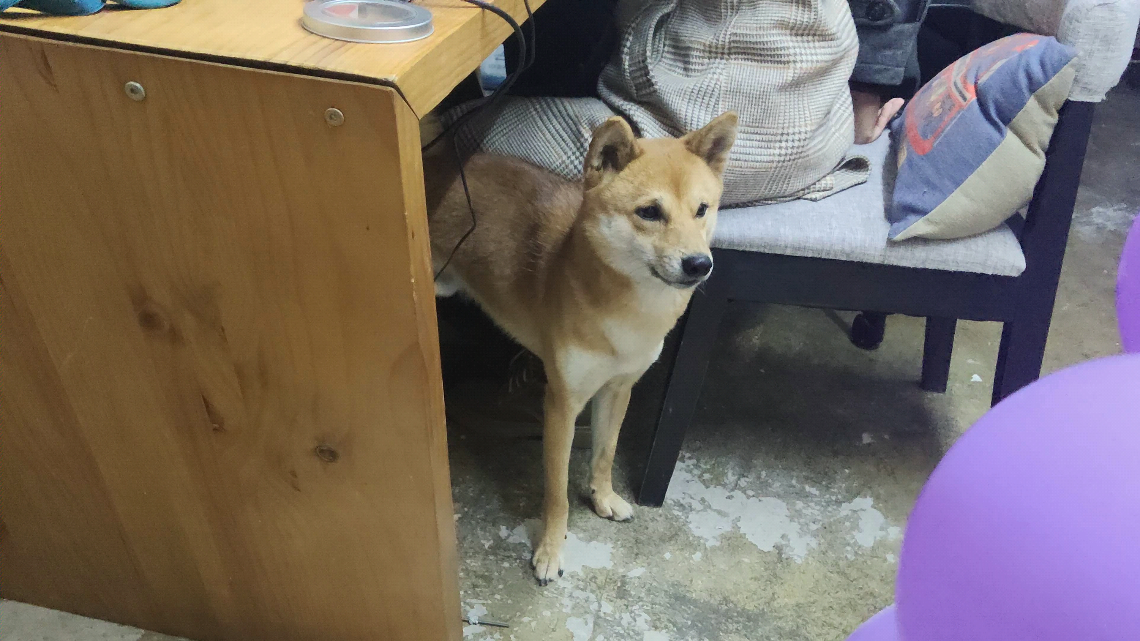 沙雕柴犬,名叫二十