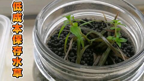草缸第十周 低成本长时间保存水草的方法 水草水转陆再陆转水试验 上集 哔哩哔哩