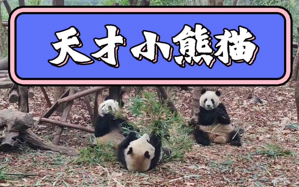 去年成都熊猫基地看看天才大熊猫吃播