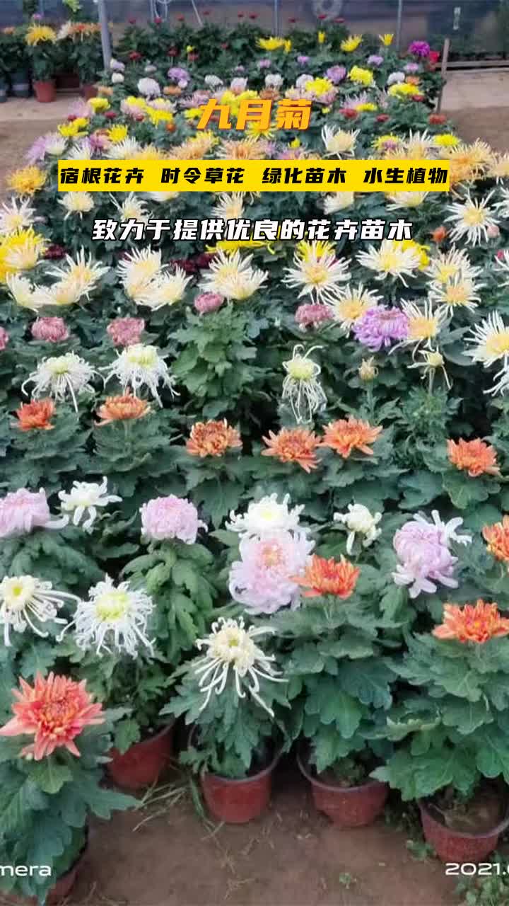 陕西九月菊哪里有＂诚信经营,草花厂家与您共享自然之美.＂品质如一,承诺始终,赢得信赖.欢迎到公司实地考察. #辽宁九月菊地栽苗 #新疆九月菊哪...