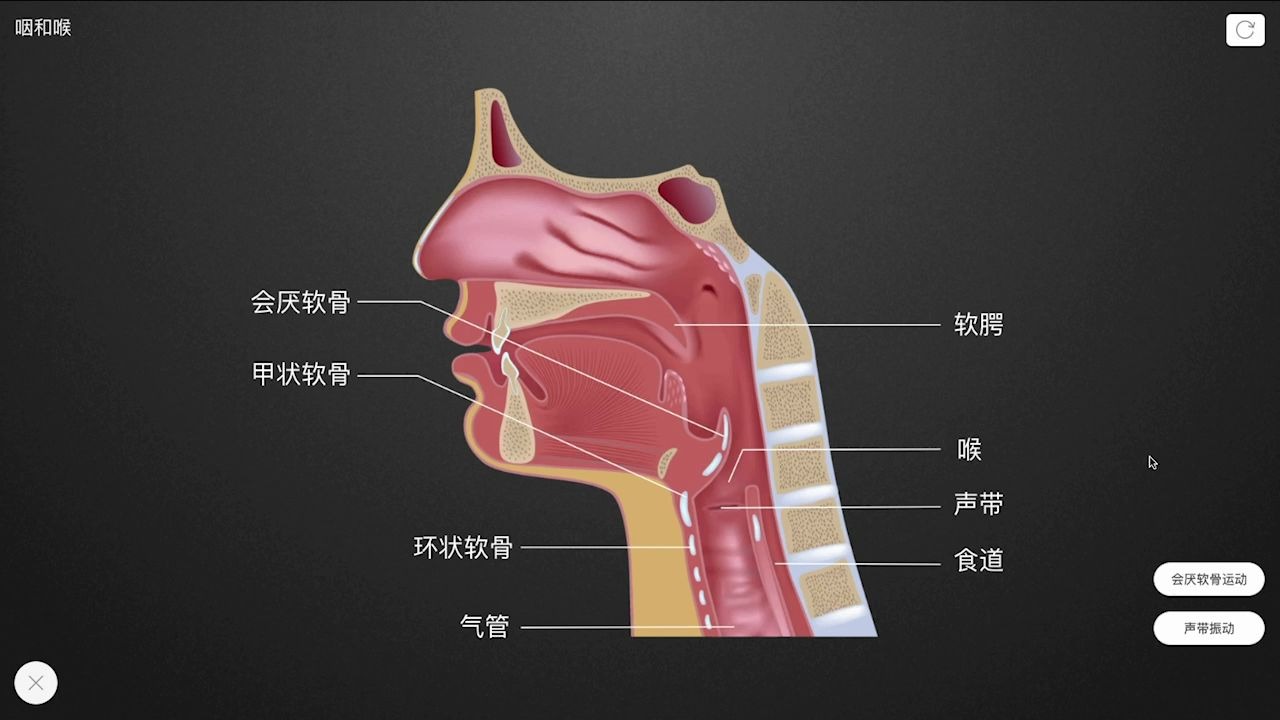 喉的形态图片