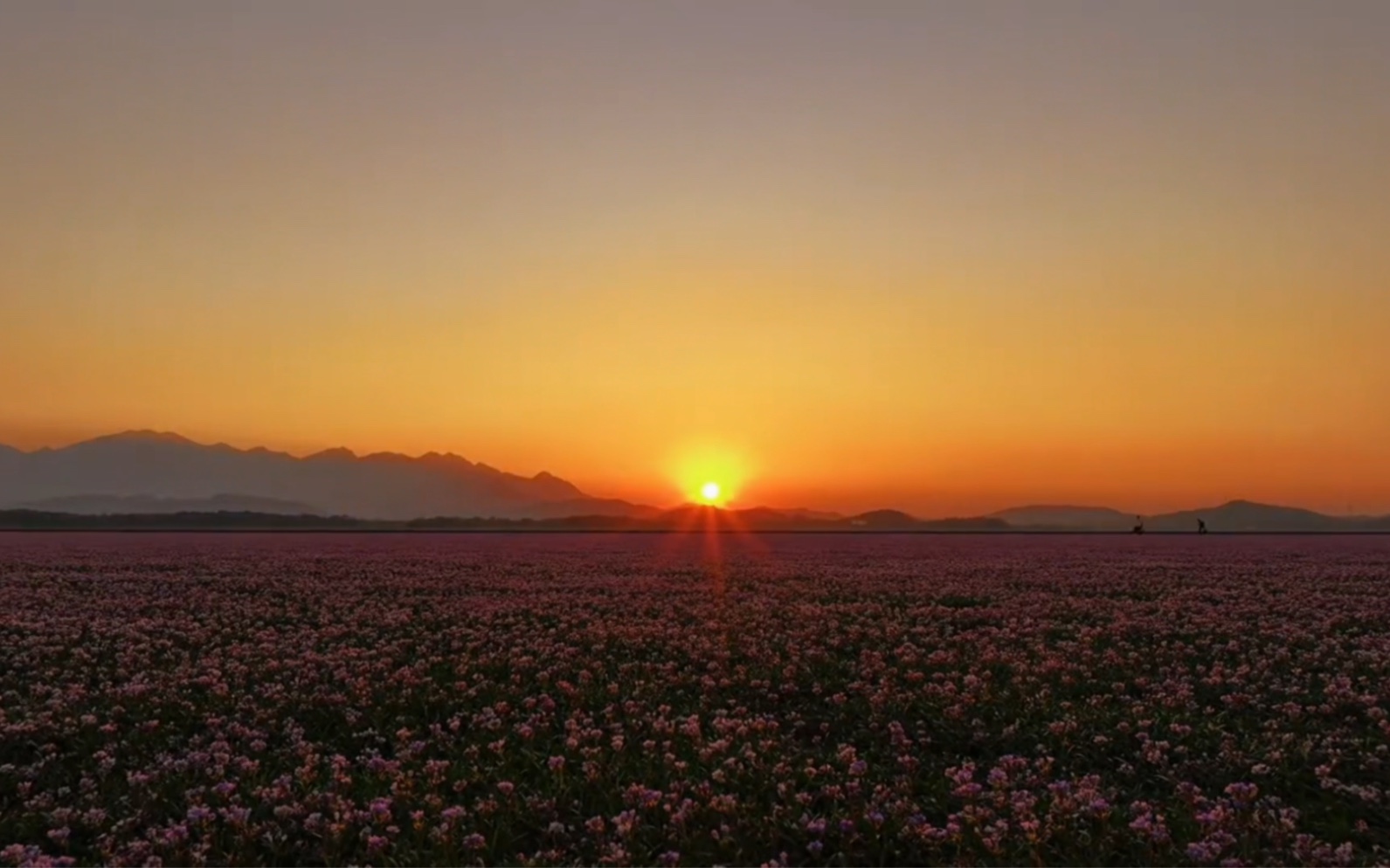 蓼子花开,再现花海.