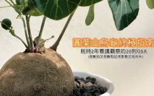 【A&Y】圓葉山烏龜終極指南｜耗時2年的觀察紀錄｜認識山烏龜必看｜Stephania erecta guide