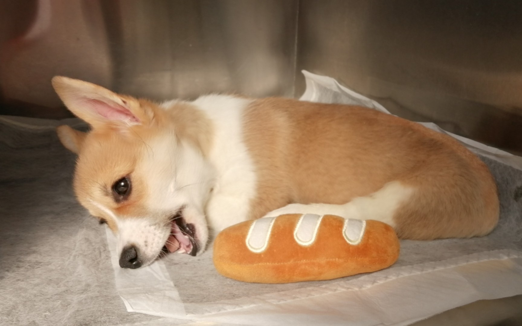 面包狗玩面包(住院期间的开心)