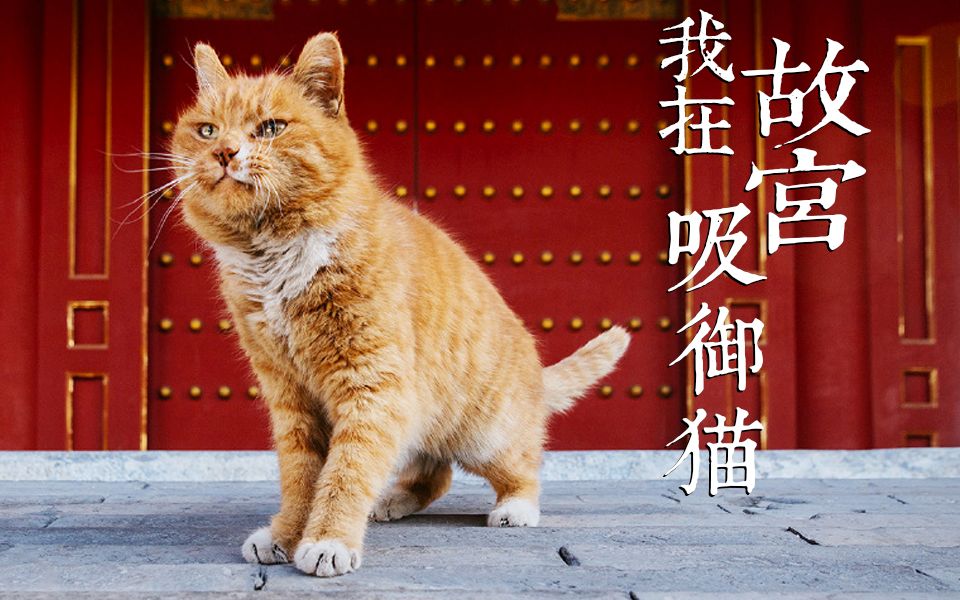 [图]【我在故宫吸御猫】猫薄荷和逗猫棒！让老北京一脸懵逼的故宫玩儿法！@花花与三猫CatLive