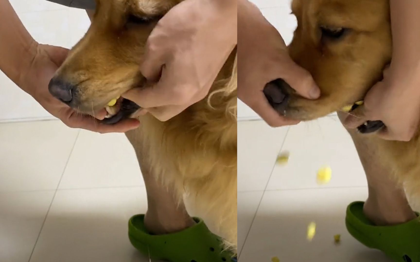 糖果打翻撒一地,下秒狗狗跑来暴风吸入,掰开狗嘴惊呆主人