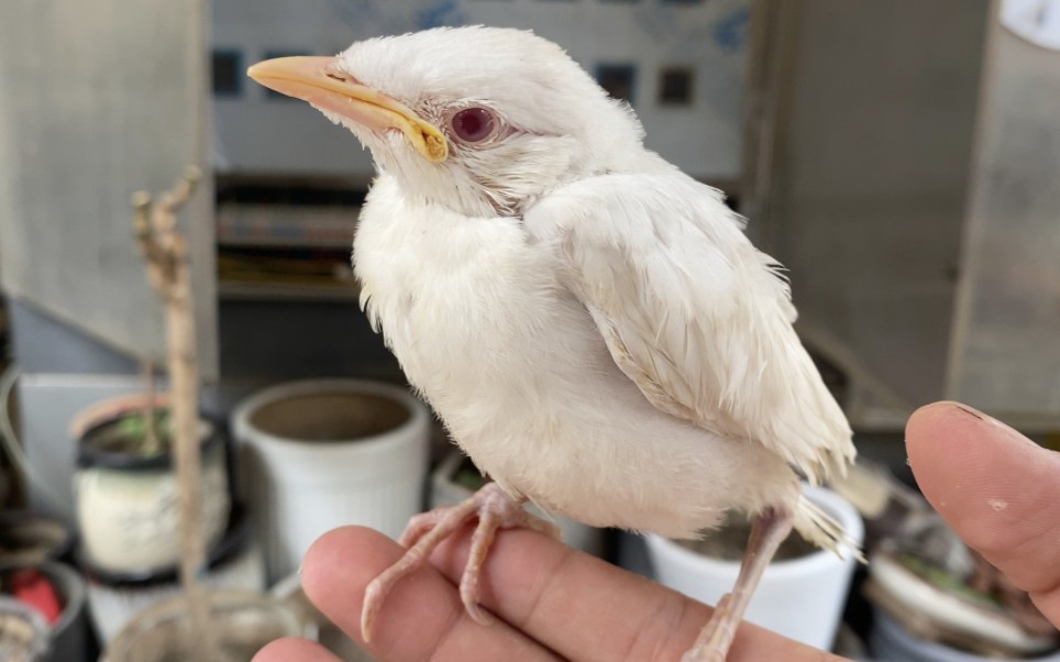 这种白化八哥万元一只,就像大号的白文鸟一样,近距离看到实物了