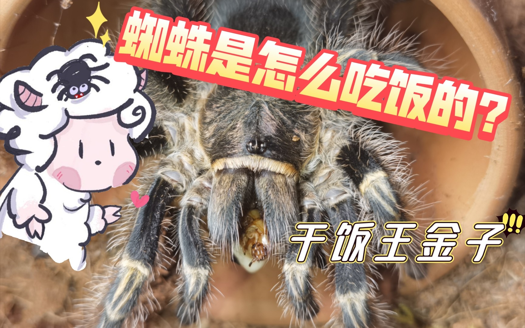 [图]🕷️捕鸟蛛饲育指南-投喂流程【Vlog 与猪蛛的日常】