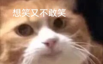 猫猫表情包第十三期哔哩哔哩bilibili