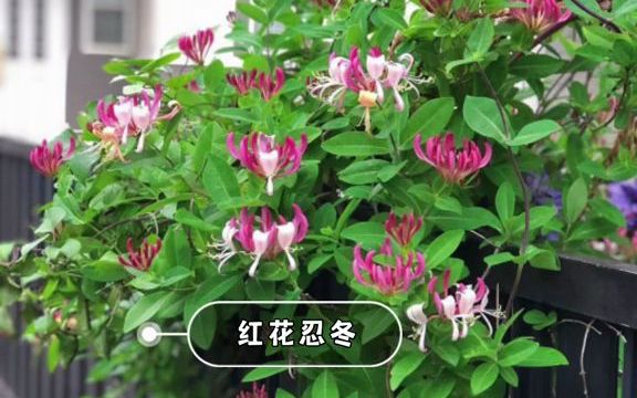 [图]【庭院设计】夏季花园里最美的爬藤植物有哪些？