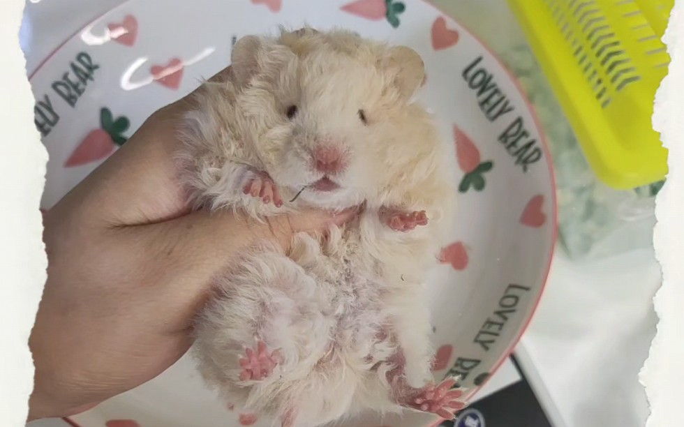 卷毛面纹蜜 金丝熊