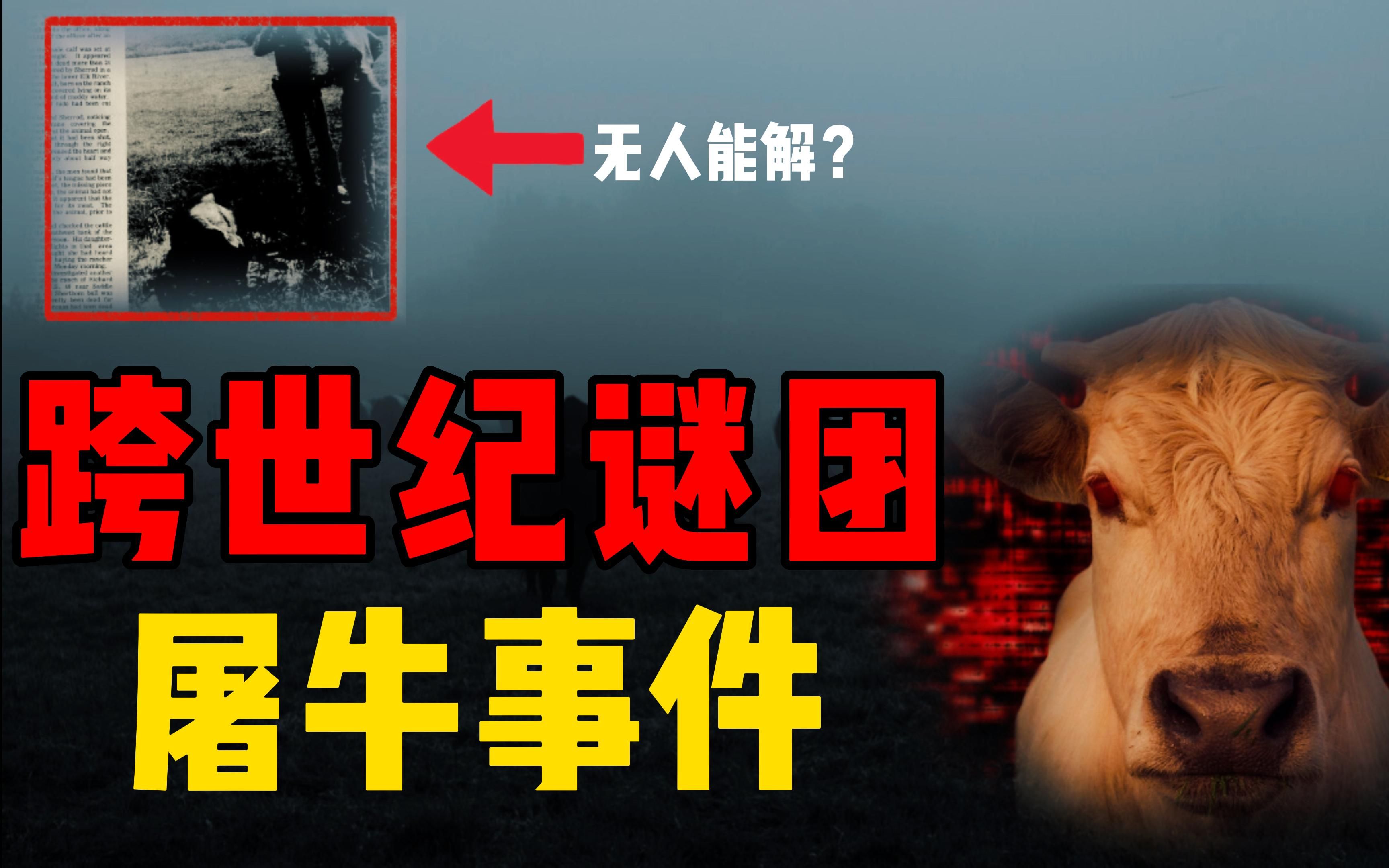 上万头牛离奇死亡,横跨两个世纪的大谜团,屠牛事件真相是什么?