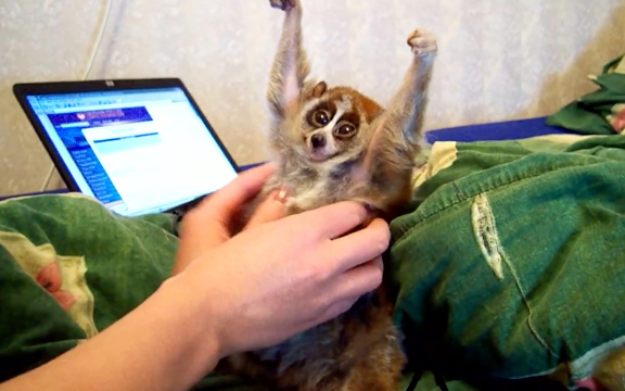 小蜂猴可爱的样子:继续按摩,怎么停了呢