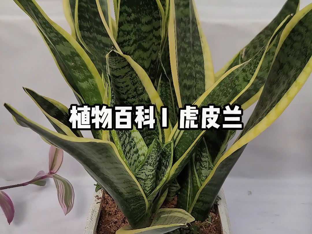 植物百科 I 虎皮兰哔哩哔哩bilibili