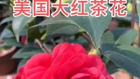 期待已久的日本茶花到啦红白卜伴 哔哩哔哩 つロ干杯 Bilibili