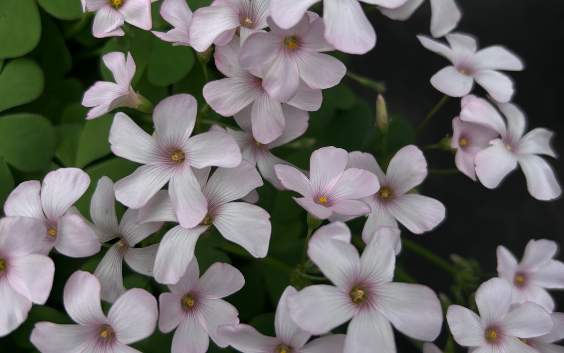怎么就是个地中海呢(酢浆草粉梦)