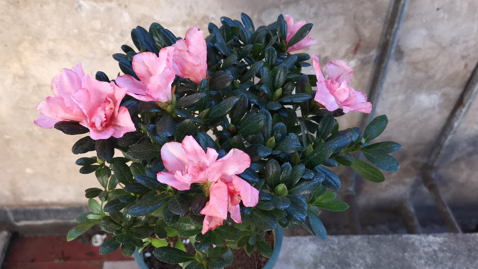 几块钱的樱桃红杜鹃