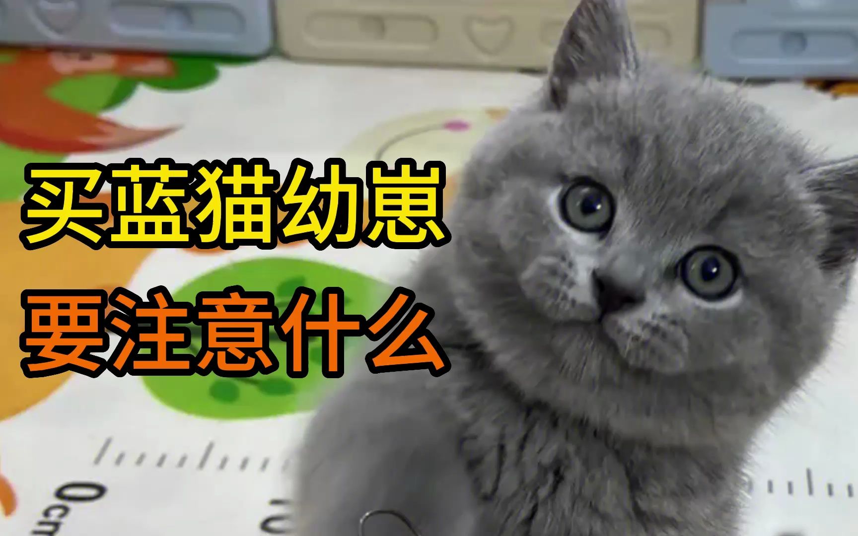 买蓝猫幼崽要注意什么哔哩哔哩bilibili