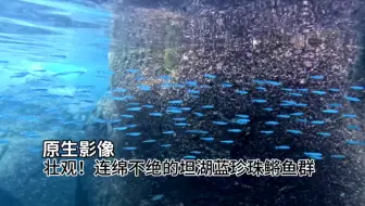 #原生影像 壮观！连绵不绝的坦湖蓝珍珠鳉鱼群 [4K]