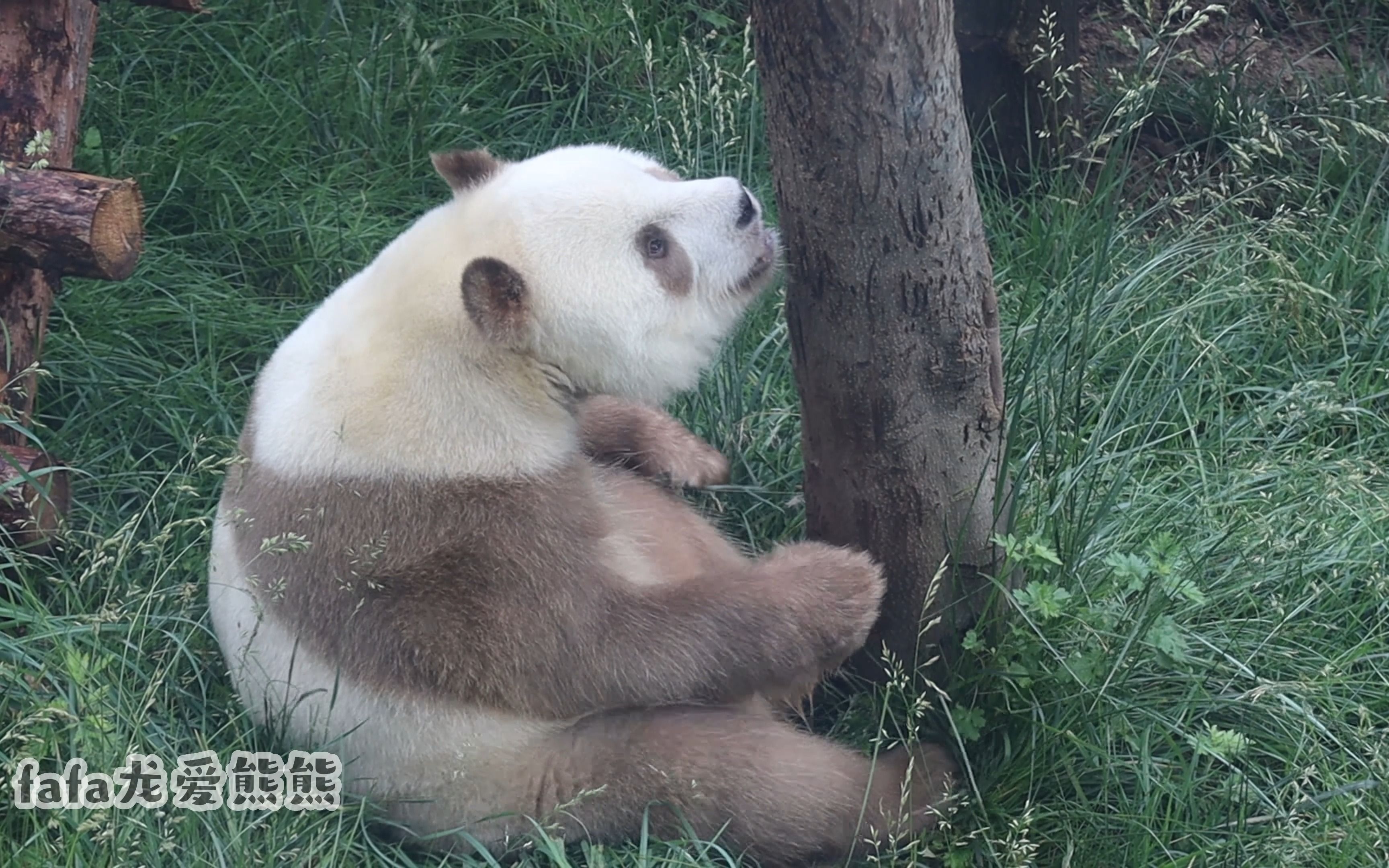 可爱棕色大熊猫七仔