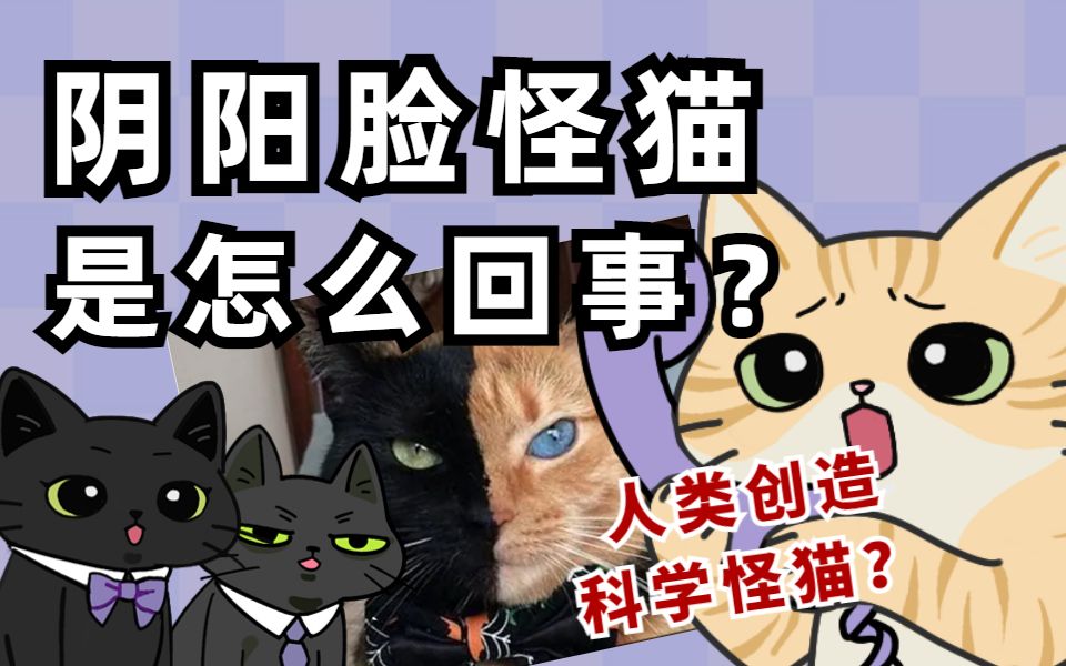 [图]歌    剧    魅    喵-【猫猫热线】