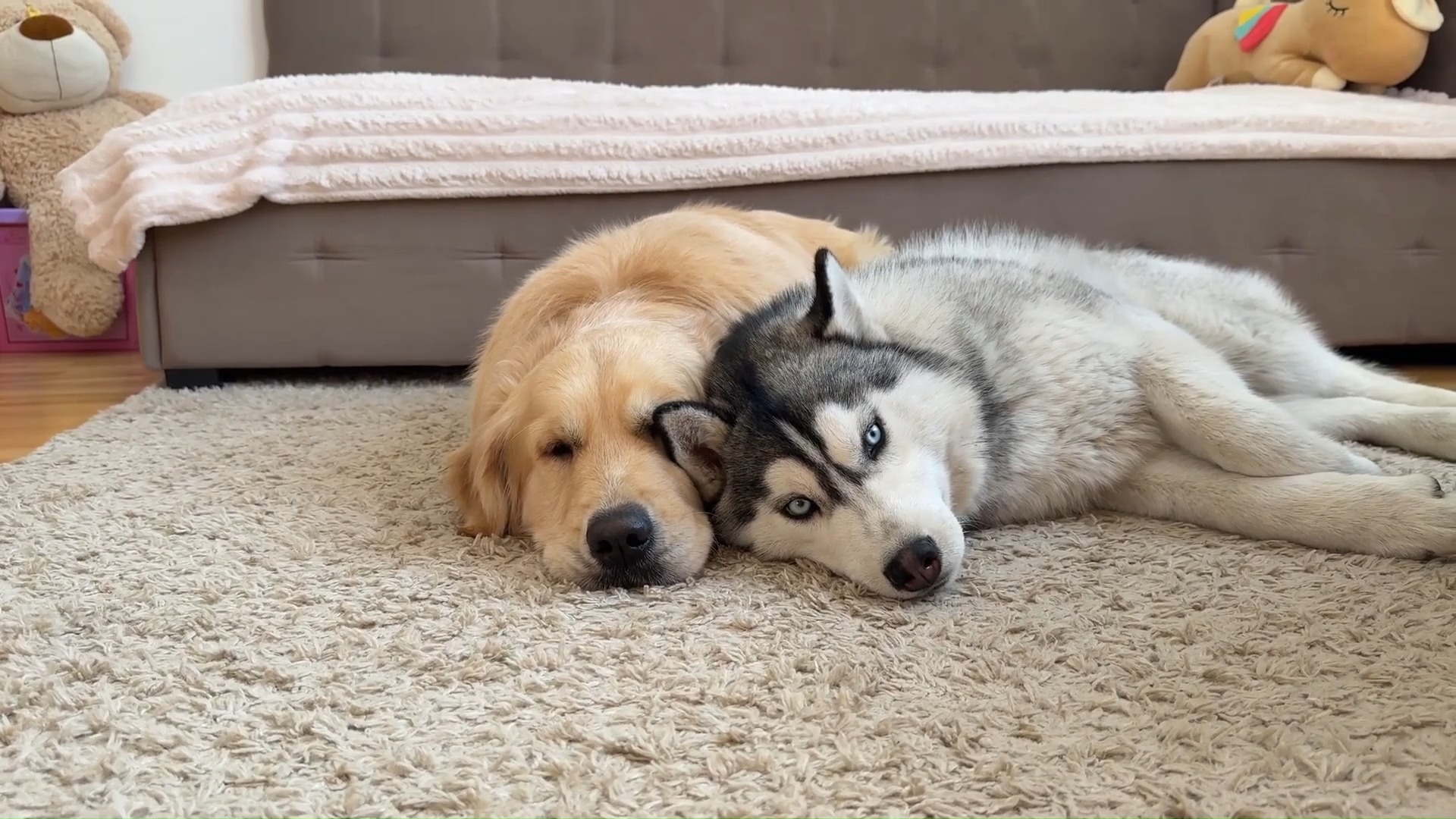 二哈金毛玩着玩着双双入睡了