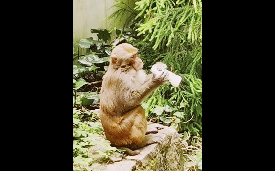 黔灵山公园202107