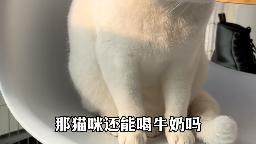 小猫咪可以喝牛奶吗?哔哩哔哩bilibili