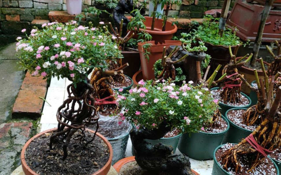 姬月季另类种植方法,嫁接到蔷薇砧木上,养出盆景的效果