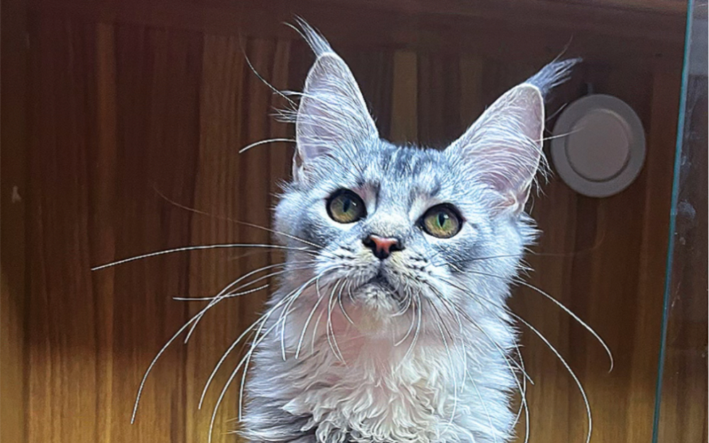 银虎斑加白缅因猫 仙气飘飘的毛色