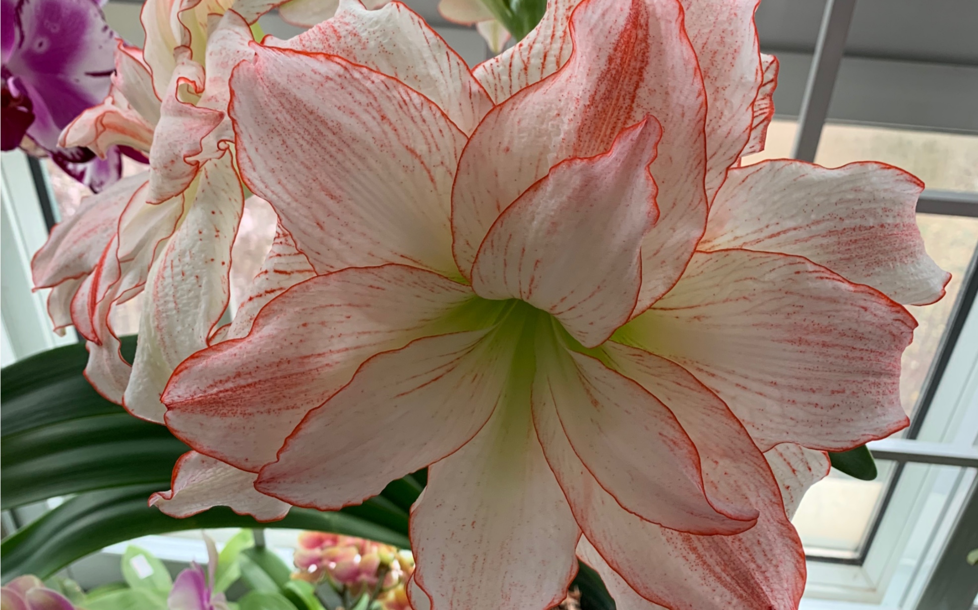 朱顶红爱神复花啦