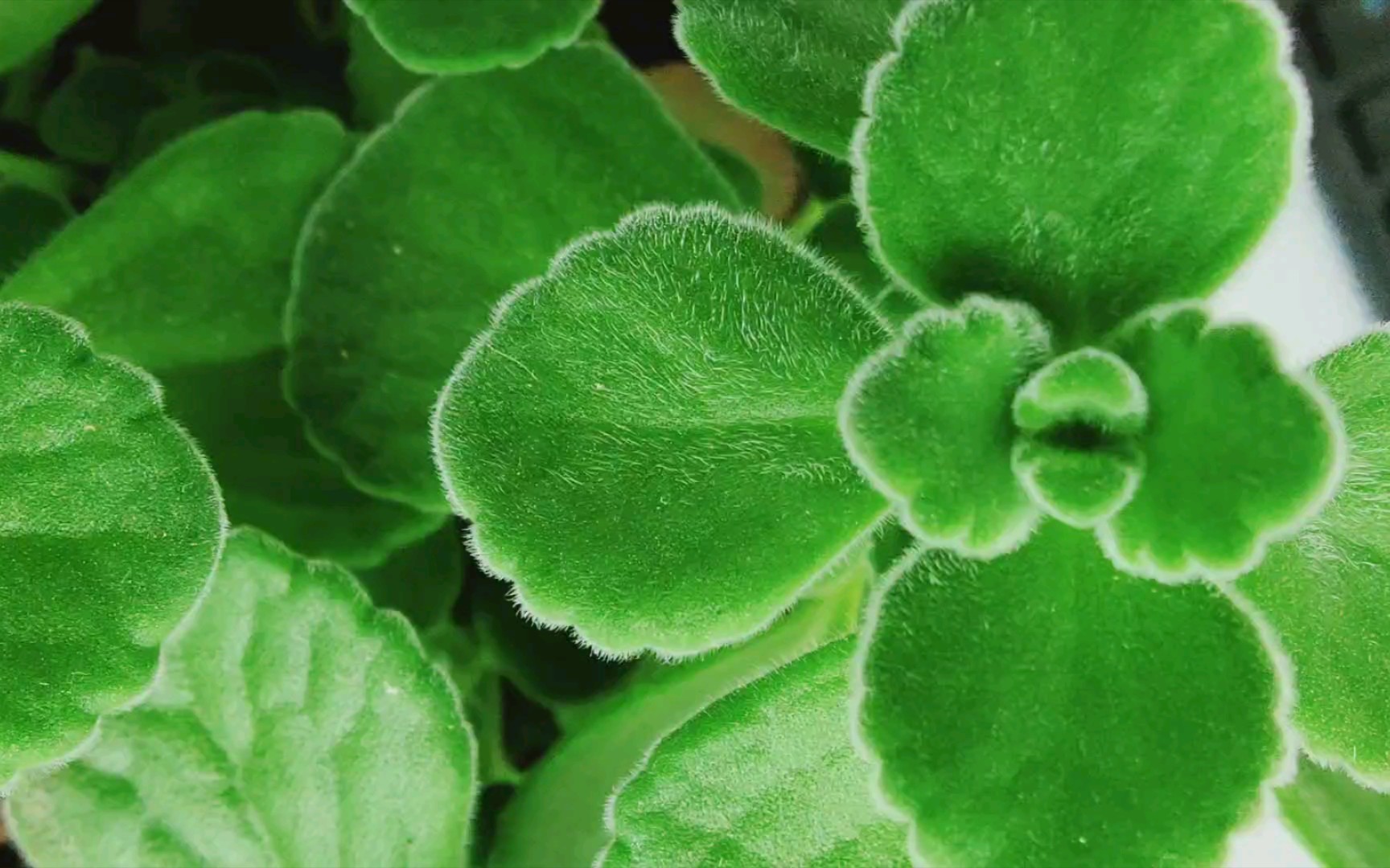 甜甜的  一抹香