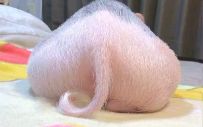 臭流氓干嘛偷拍我的大猪臀