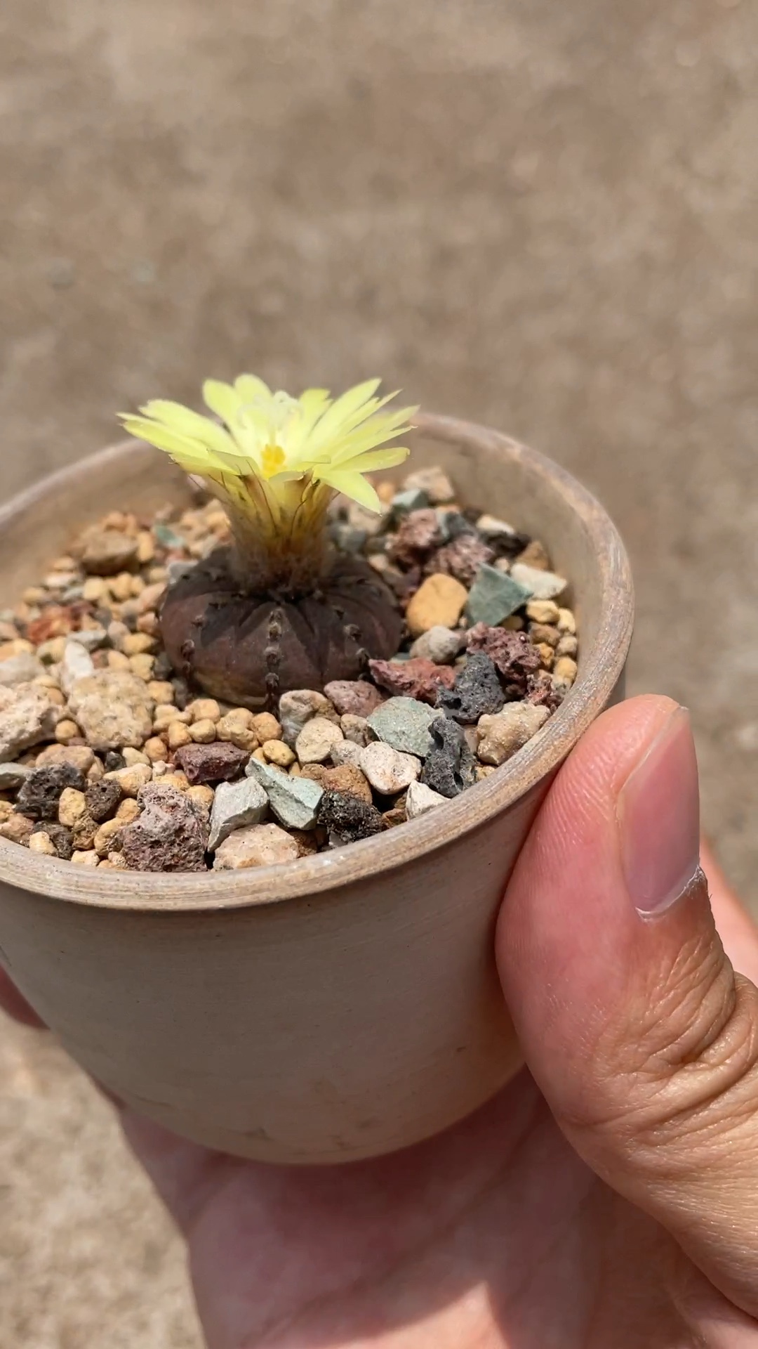 士童开花.平时见直接结果比较多_哔哩哔哩_bilibili