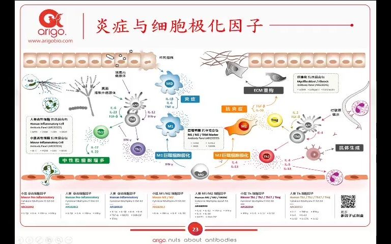 【arigo 视频】炎症之免疫细胞极化哔哩哔哩bilibili