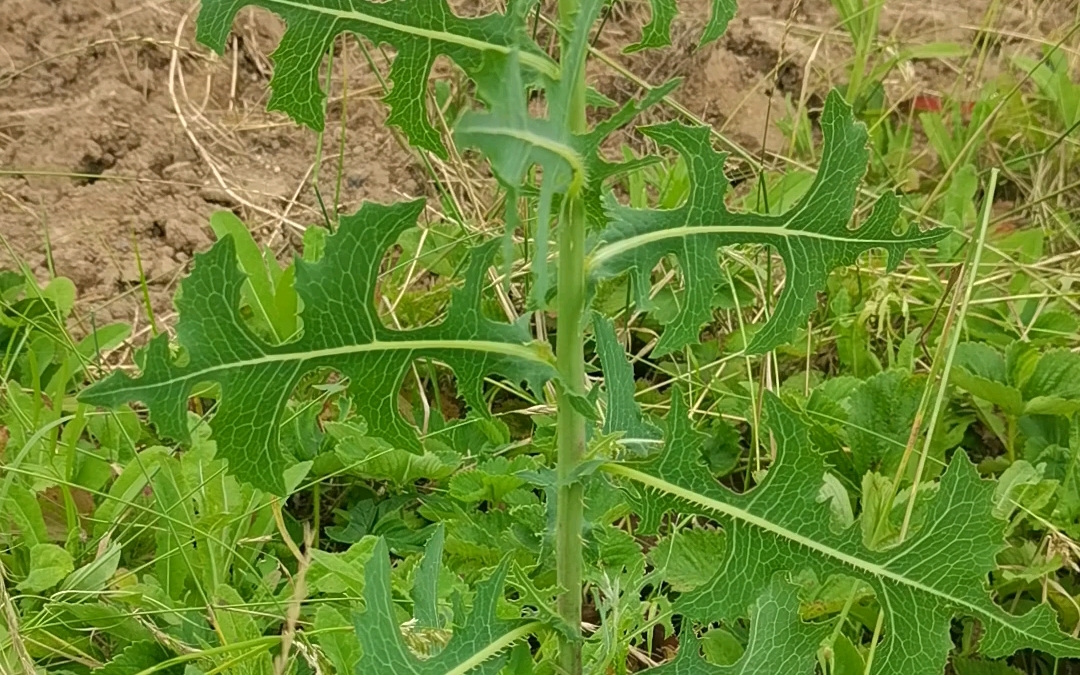 西府原生植物第38期: 有毒的入侵植物—毒莴苣哔哩哔哩bilibili