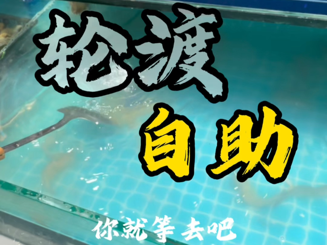 自助餐说随便吃 结果一吃一个不吱声哔哩哔哩bilibili