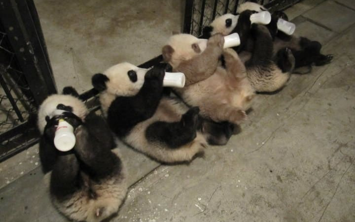 大熊猫雅竹# 会自己抱着奶瓶喝奶的熊猫宝宝 真聪明呀