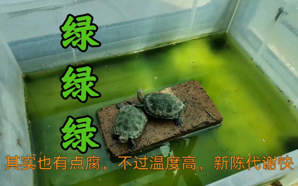 日本石龟和黄喉拟水龟图片