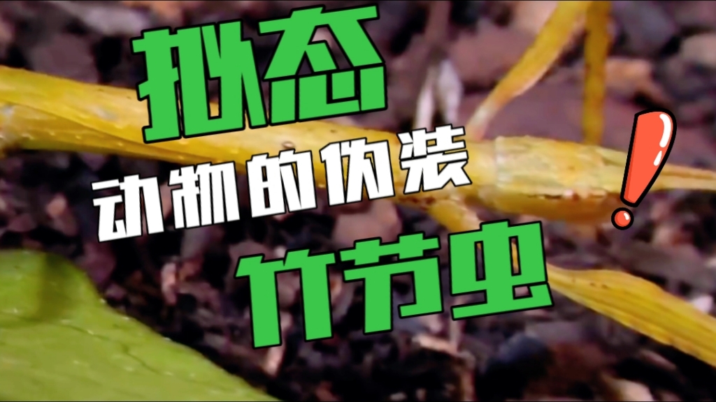 动物的伪装一一拟态(竹节虫)
