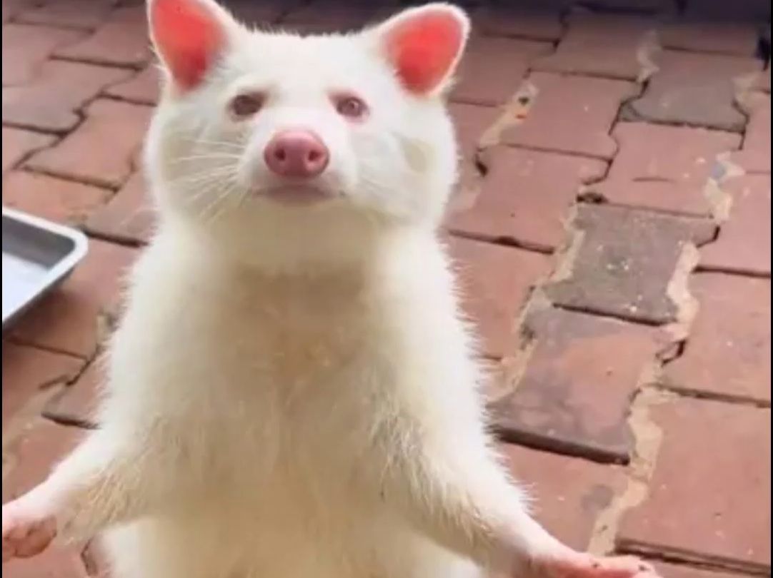 这只白浣熊竟然是首领!却装出一副可怜的样子,欺骗饲养员