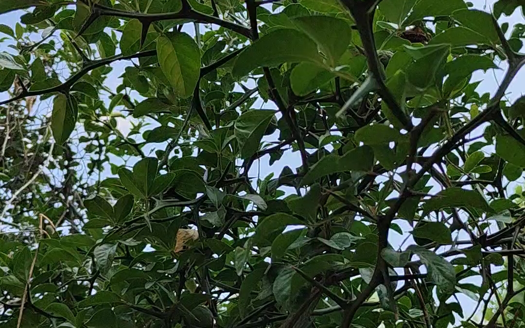 这是我们北方露天种植可以越冬的橘子树!南方朋友肯定没见过!哔哩哔哩bilibili